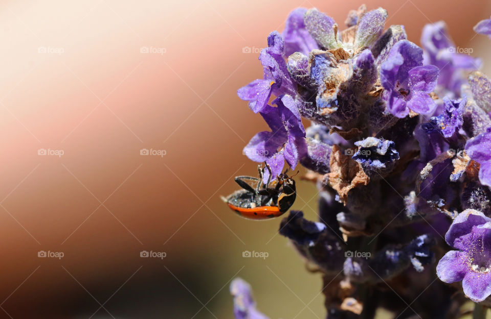 Ladybug climbing on lavendar