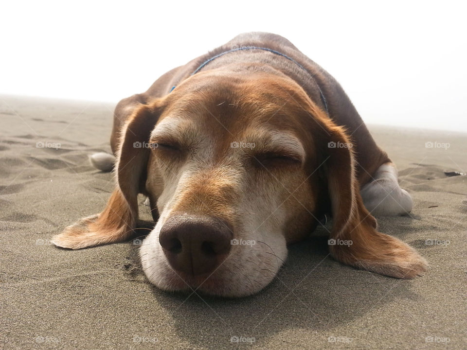 Close-up of a dog sleeping at beach