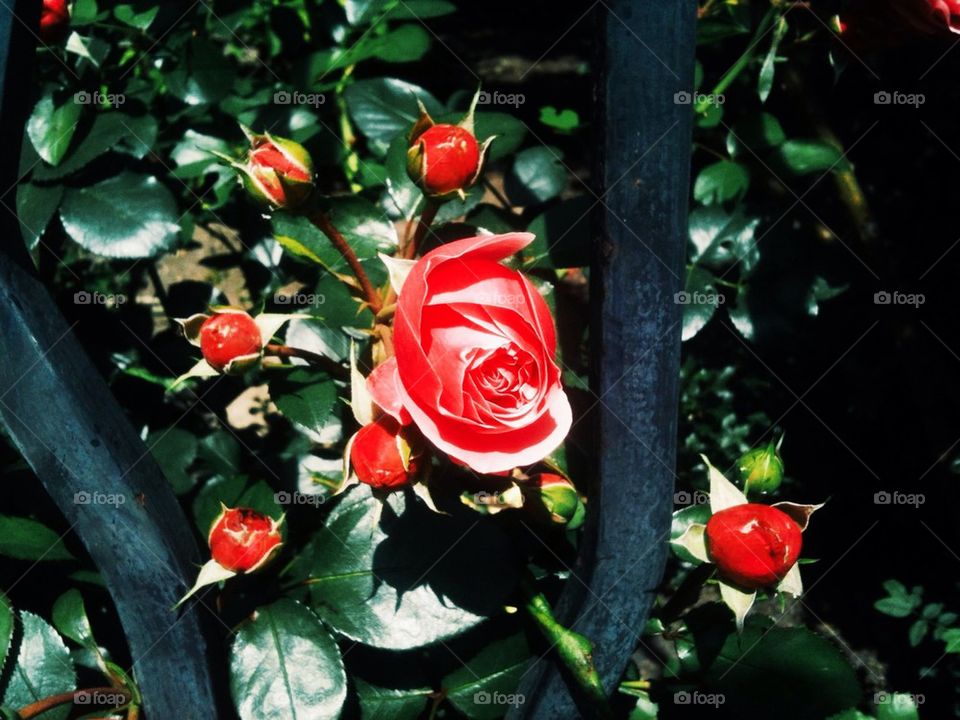 Extraordinary beautiful red roses