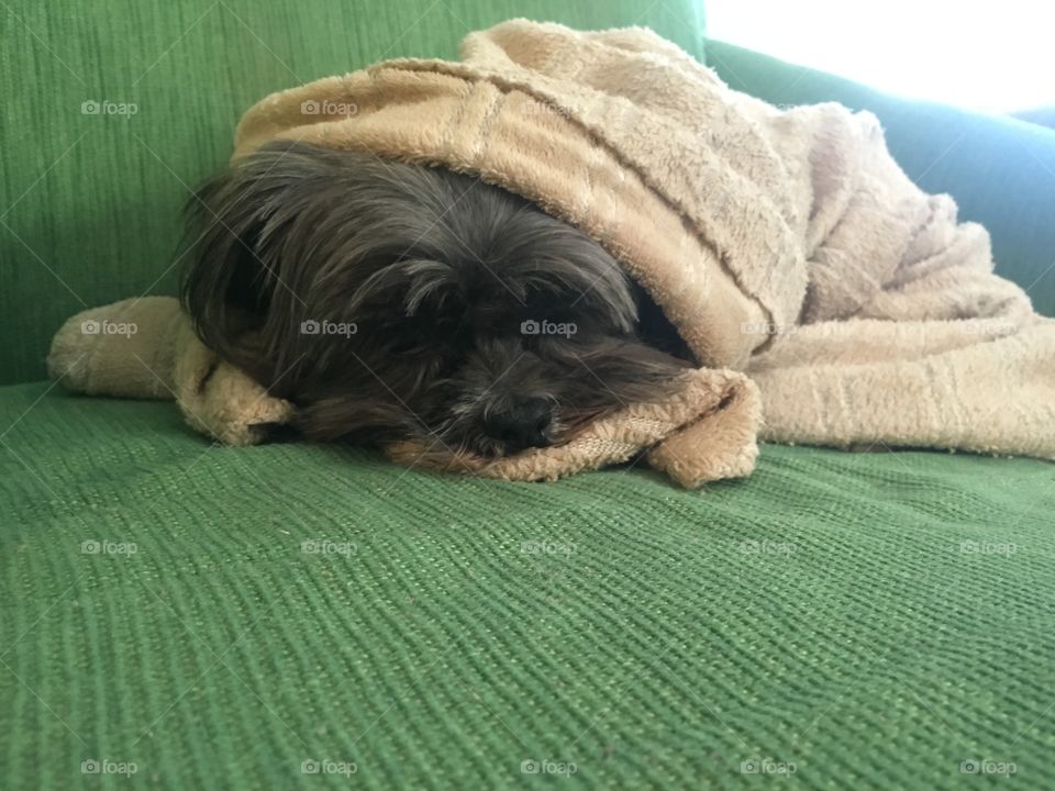 Downy, Sleep, Blanket, Dog, Bed