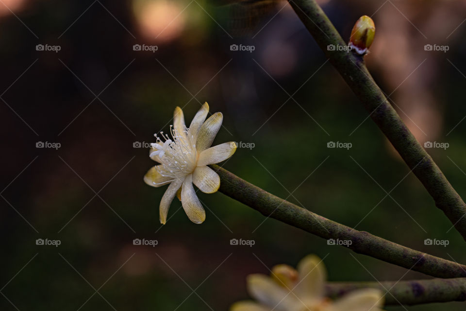 White flower/Flor branca.