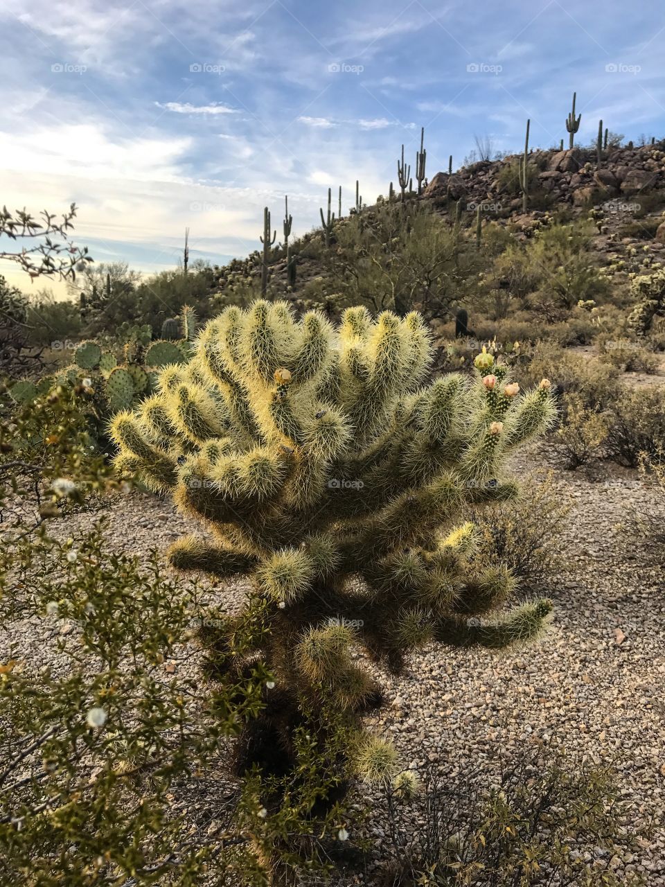 Nature - Desert Landscape 