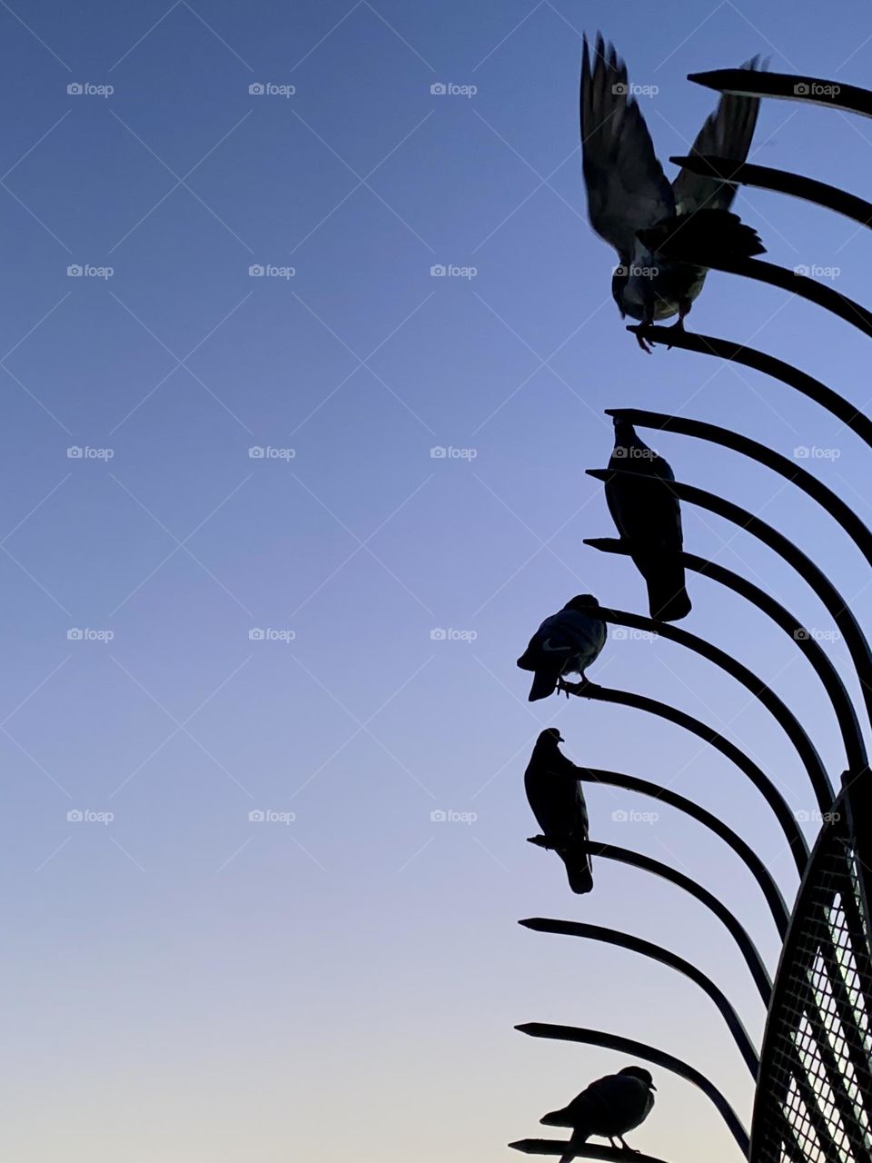 Pigeons are resting on a metal bars