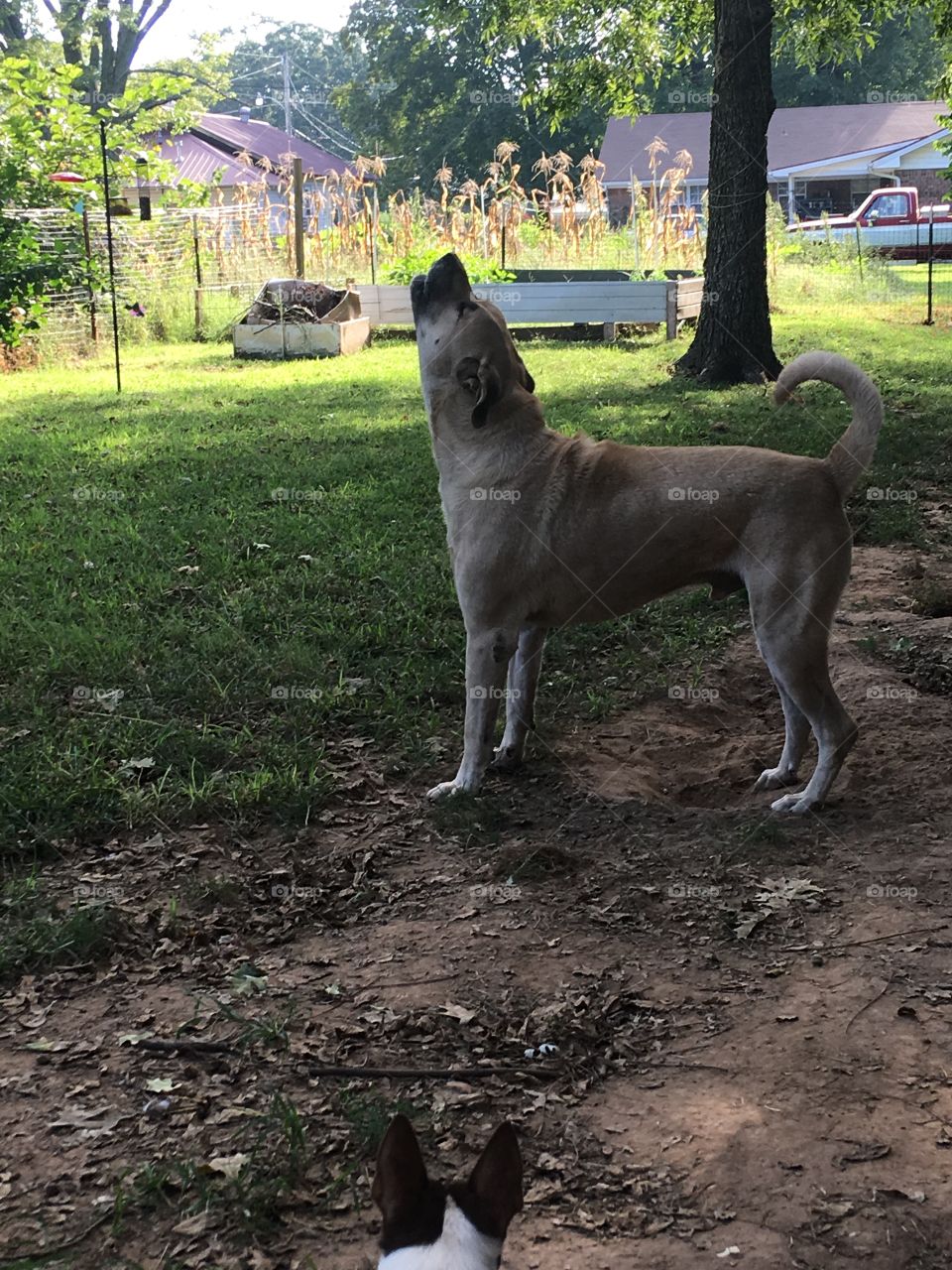 I’m singing a song about fall I love fall because it’s cooler weather . Feel good weather!