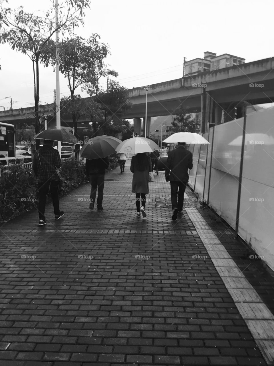 Commuters Walking with Umbrellas in the Rain - Shenzhen, China