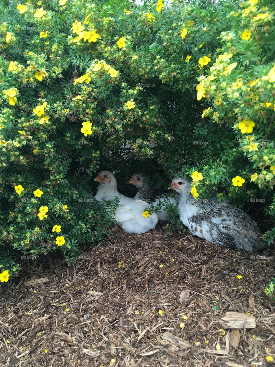 2 months old baby chicks surrounded by yellow flowers.
