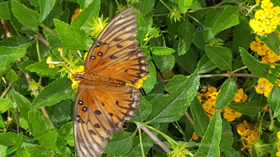 Pale Orange Butterfly