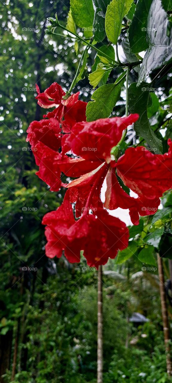 Hibiscus