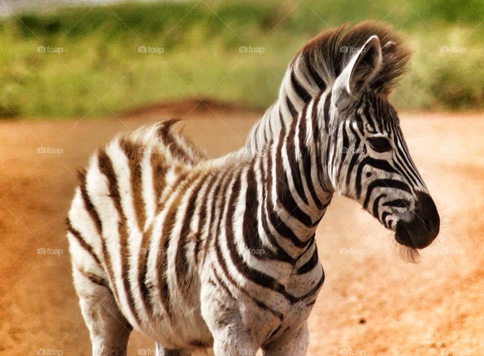 Zebra