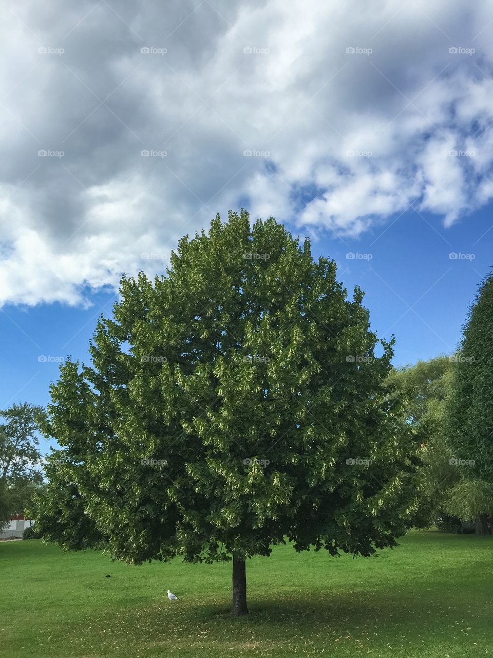 The perfect tree in Malmö Sweden.