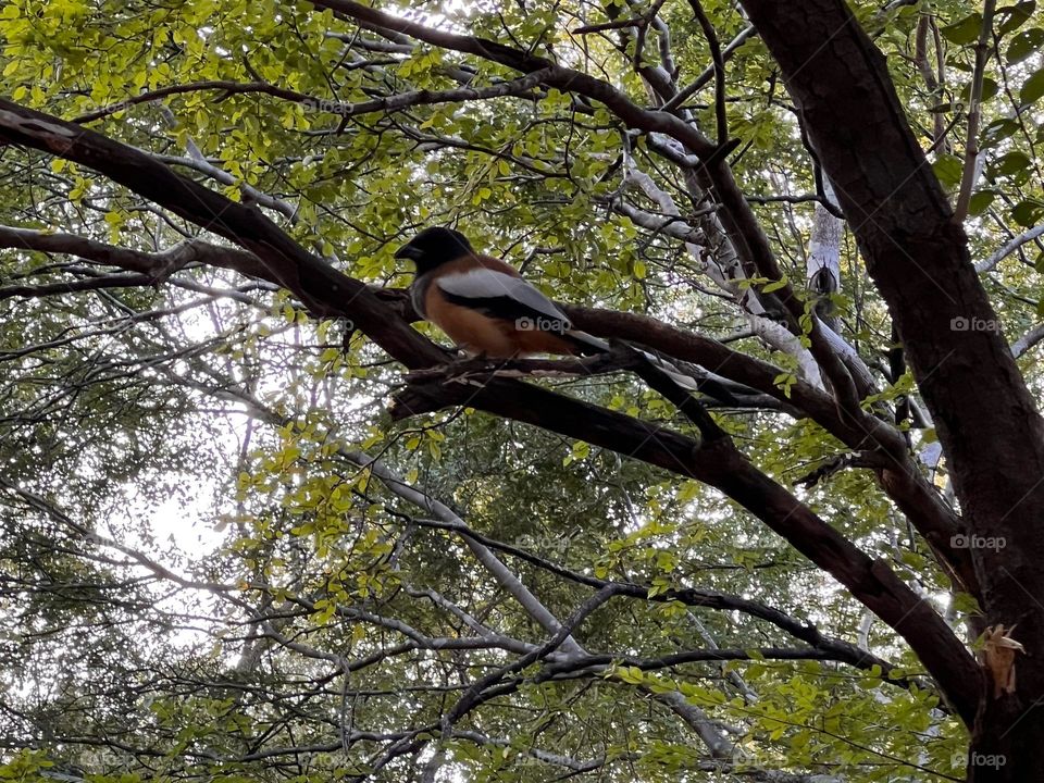 Bird on a tree 