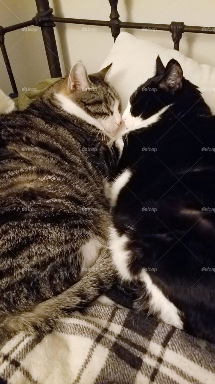 sibling cats sleeping