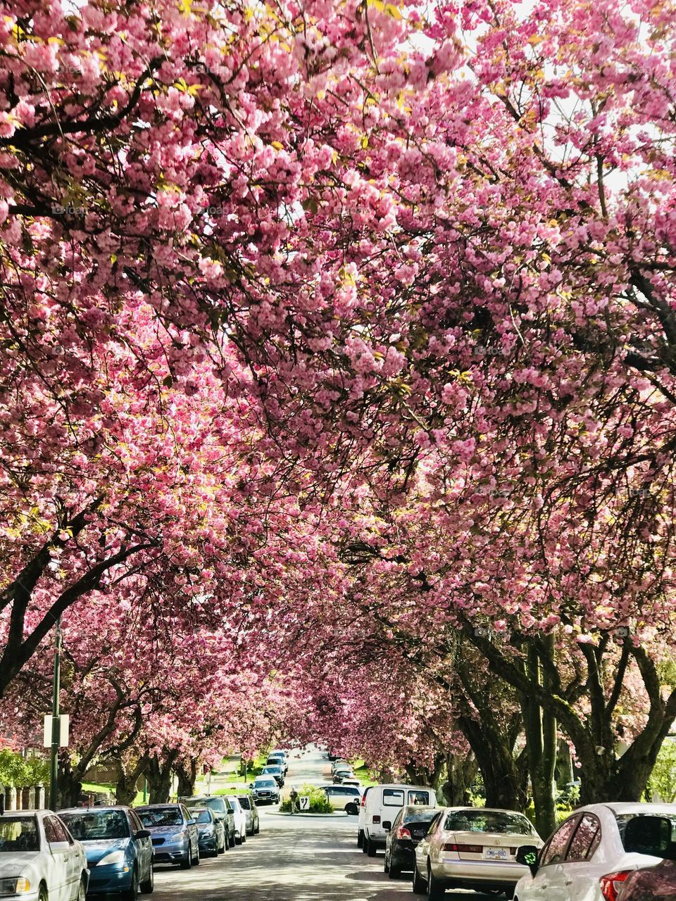 Cherry blossoms blooms lavishly spectacle but remarkably brief; after only two weeks, they drop to the ground and wither, falling like snow with the ebb and flow of the winds. 

Sakura : Life, Death and Renewal