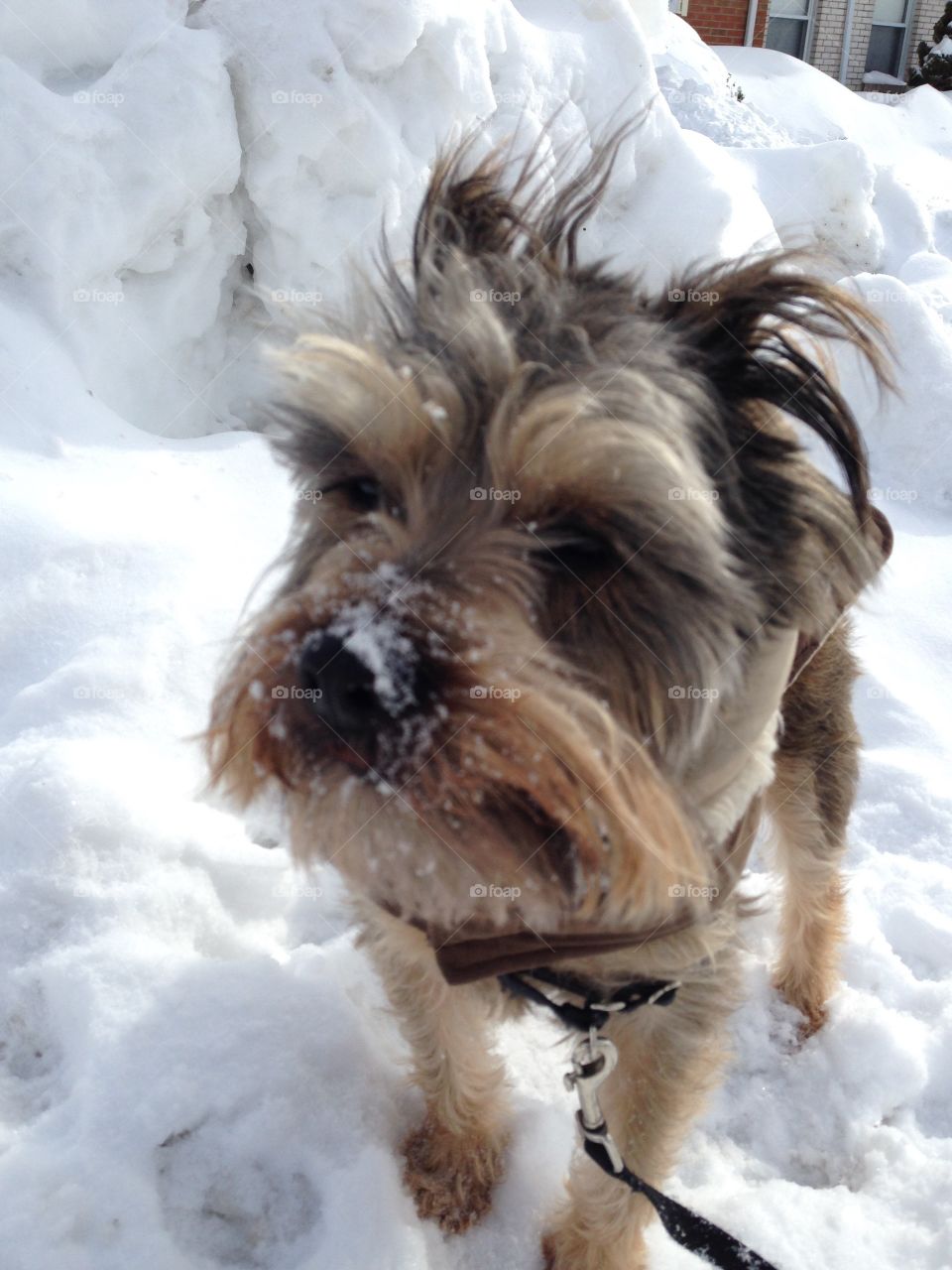 Snowy nose!