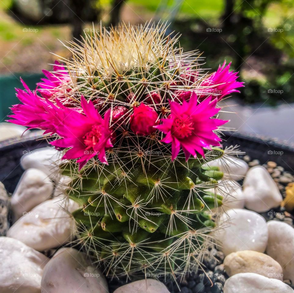 A happy cactus, displaying a ring of bright pink flowers