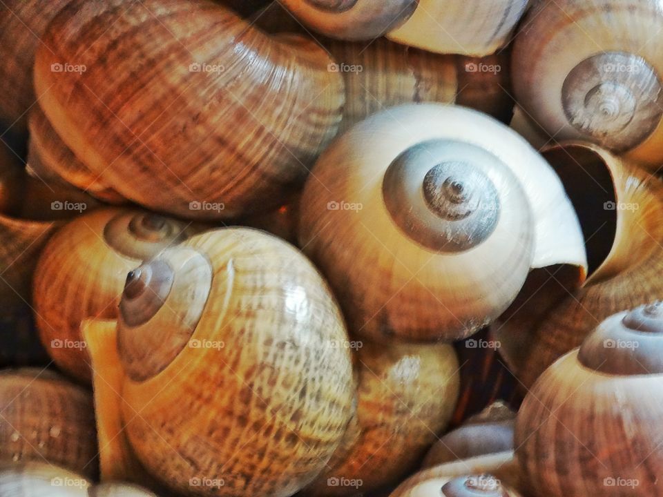 Snail Shells
