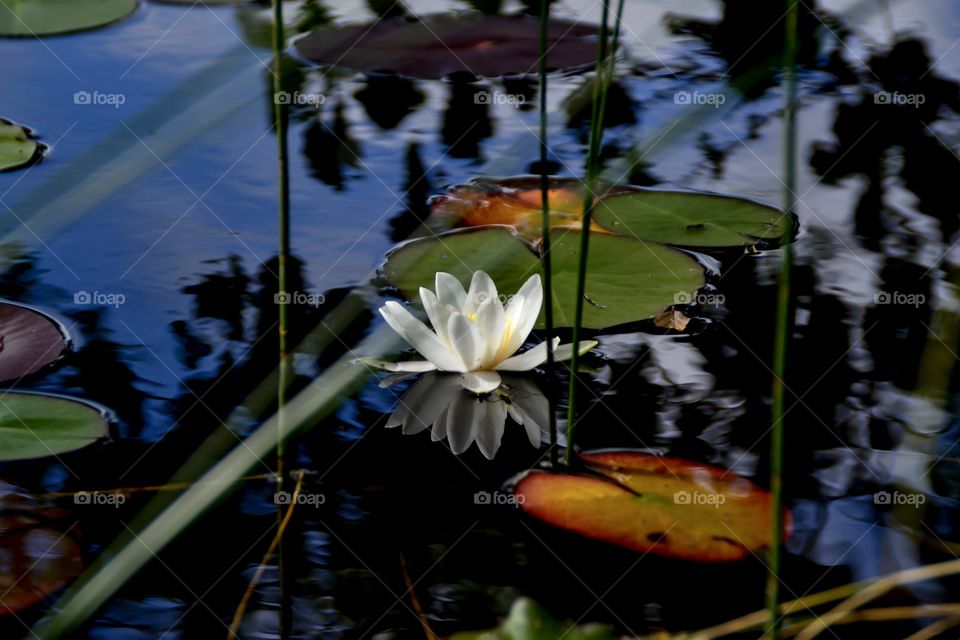 Water Lily