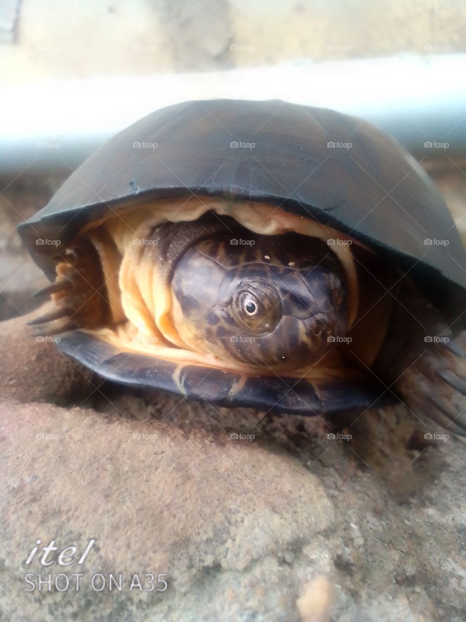 tortoes working home