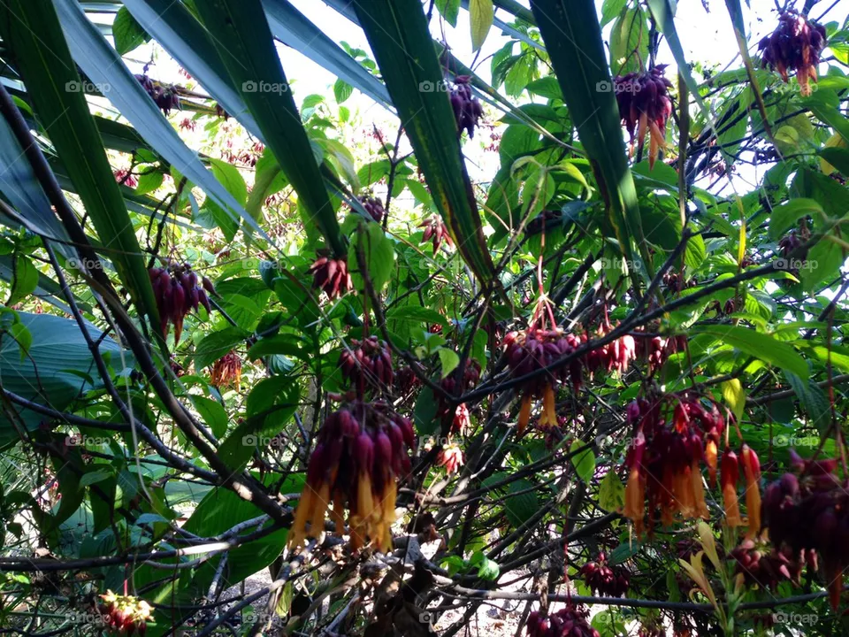Jungle