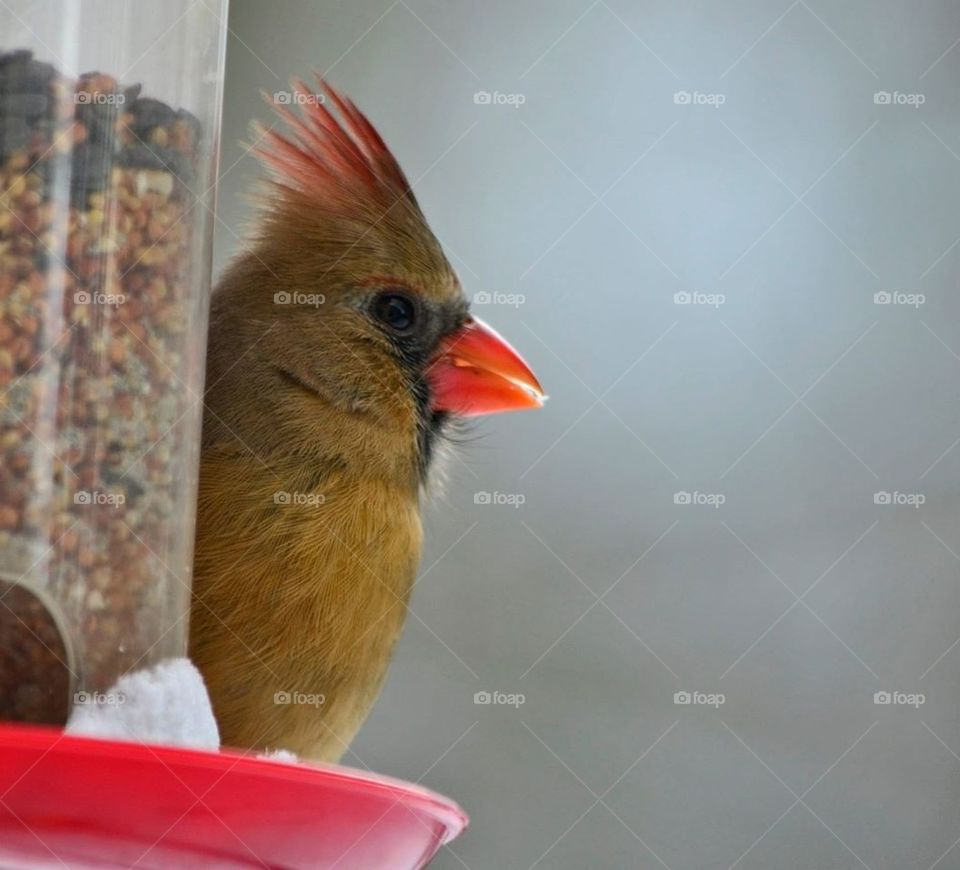 Female cardinal 