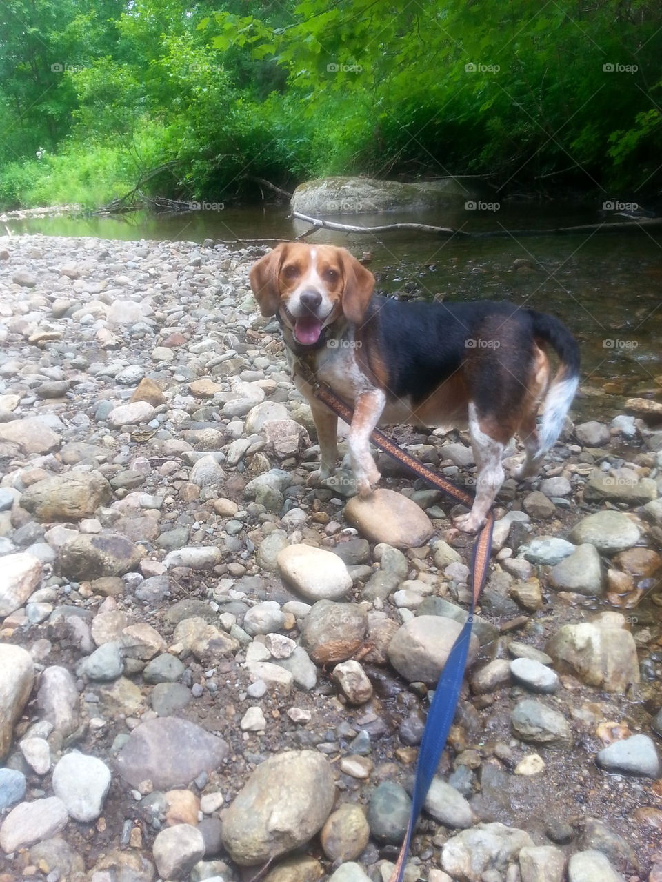 Hiking Beagle