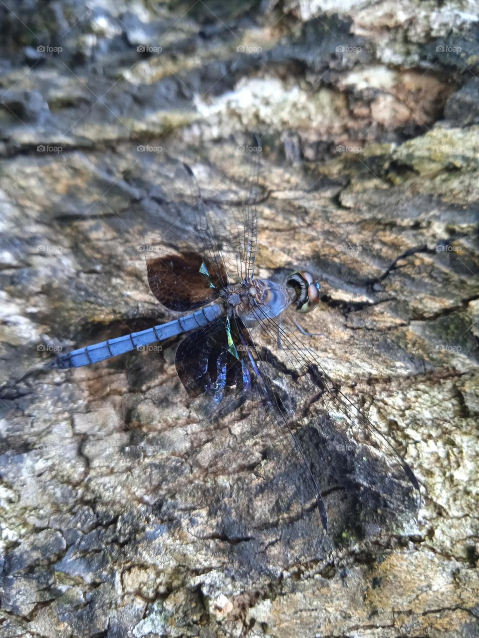 A beautiful blue colour dragonfly.