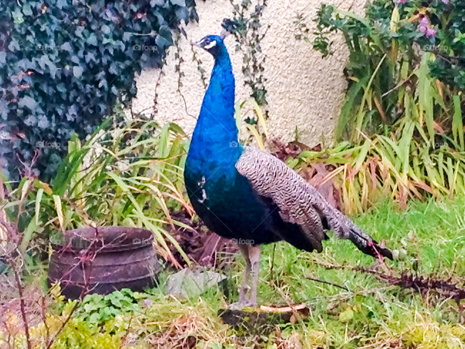 Young peacock