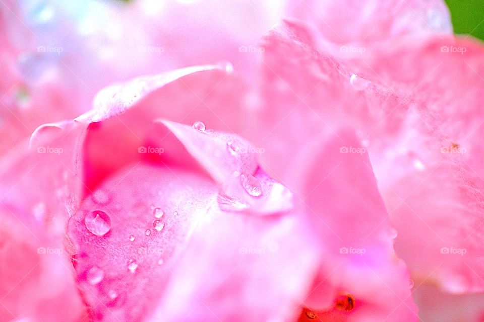 Drops and rose