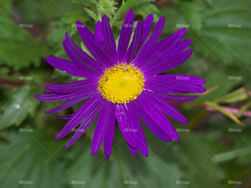Purple Flower