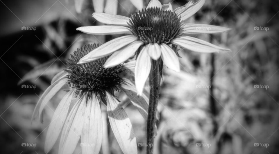 Coneflowers