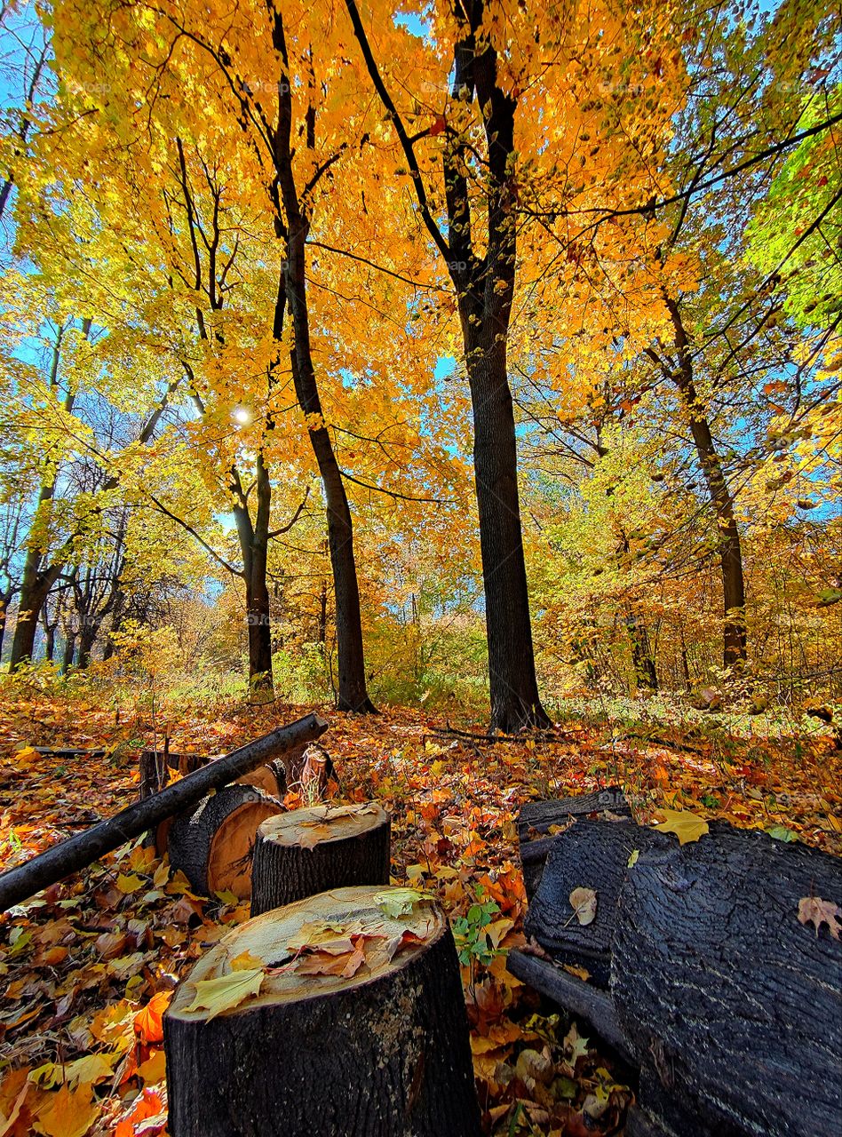 Autumn in the forest. Logs. On the stump are the multi-colored leaves of the trees. All around are colorful trees. Sunlight shines through the leaves of the trees