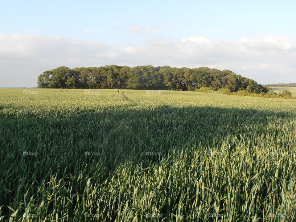 Early Wheat Crops