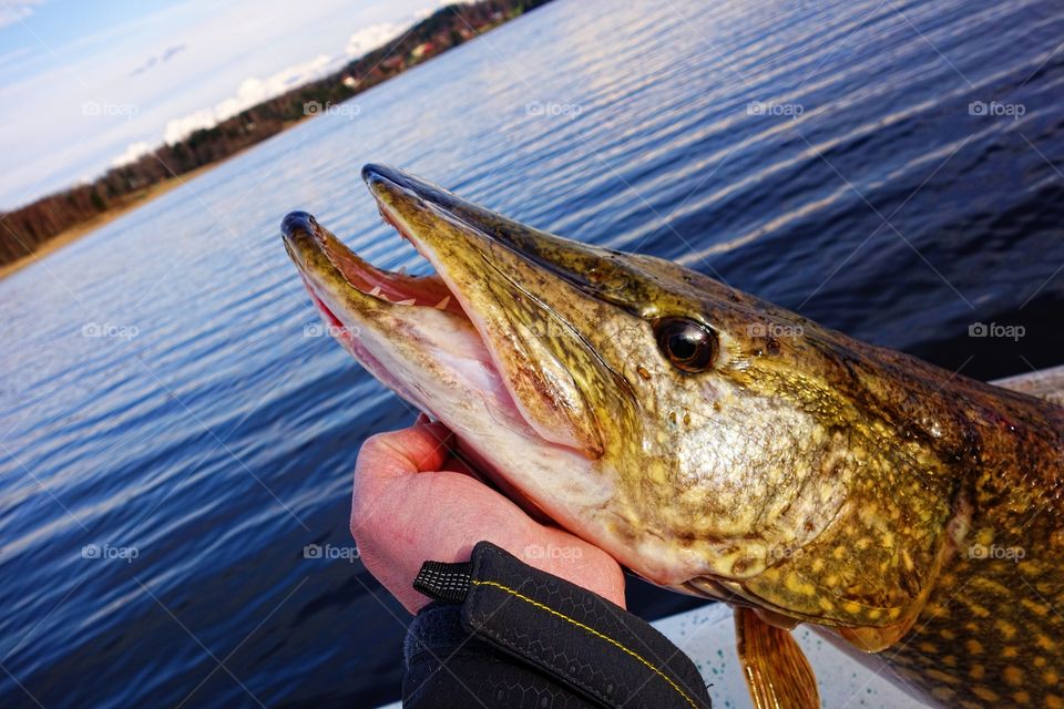 Hand holding a large pike in a Finnish lake
. fisherman holding large size pike in hand before its release back to water on a lake in Finland in May evening.