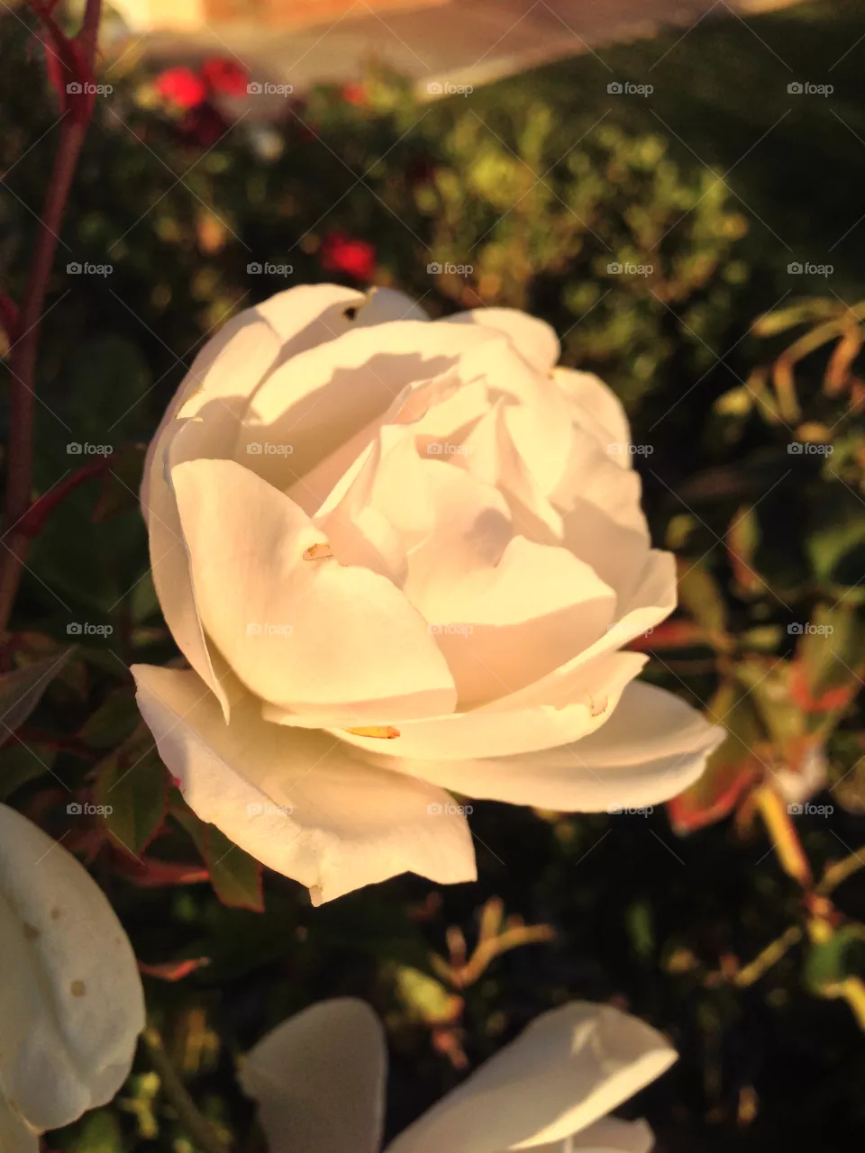 Wedding, Flower, Rose, Love, No Person