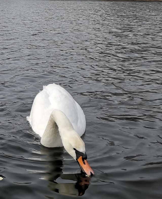 Swan