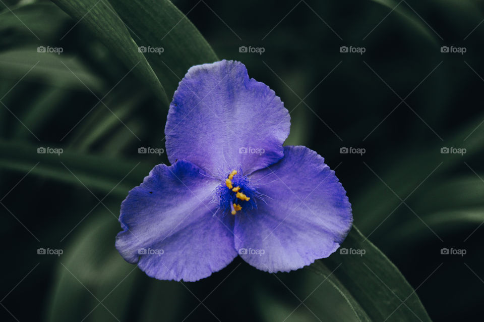 The best miracle of the Earth - flowers!
 
Flowers are the decoration of the earth. Flowers are the decoration of summer. Without flowers, earthly life would lose its charm altogether. Flowers are the smiles of the sun...