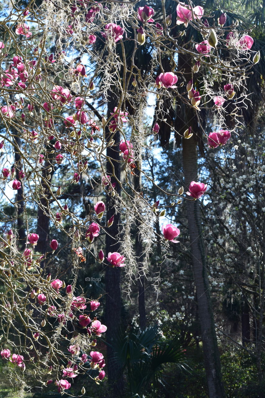January Japanese Magnolias