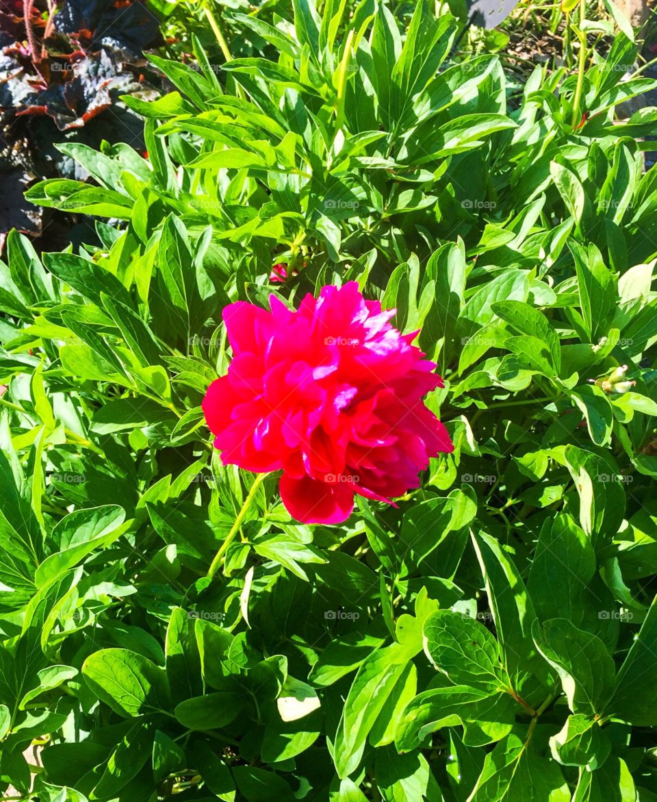 flower in the garden , a beautiful red flower, lying in the middle of green leaves, I saw it in my neighbor's garden