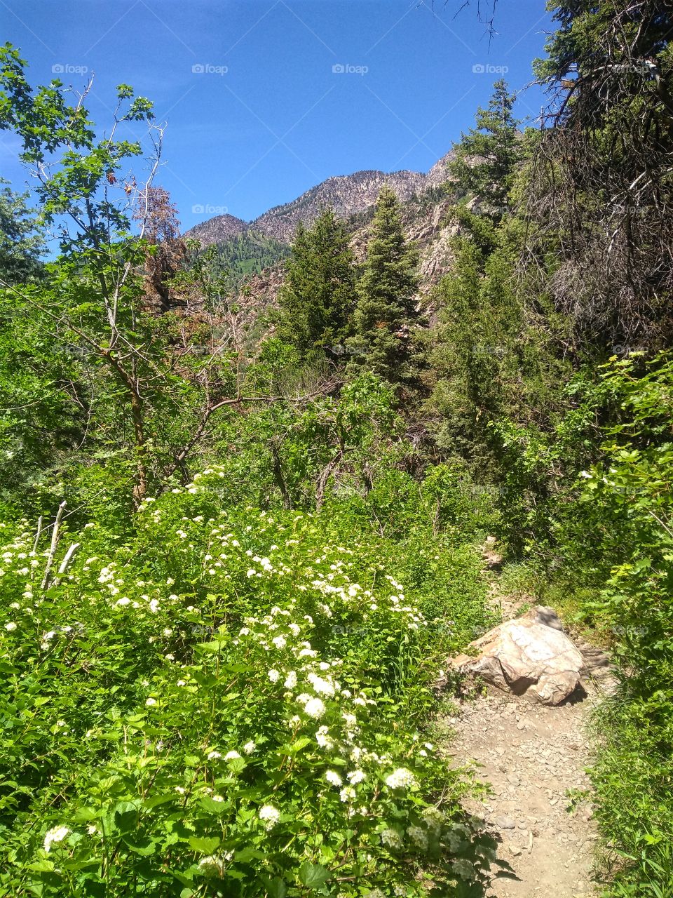 View of the Wasatch Mountains. Big Cottonwood Canyon, Utah