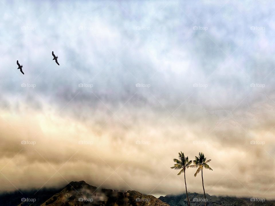 Two palm trees and two flying birds against a cloudy sky