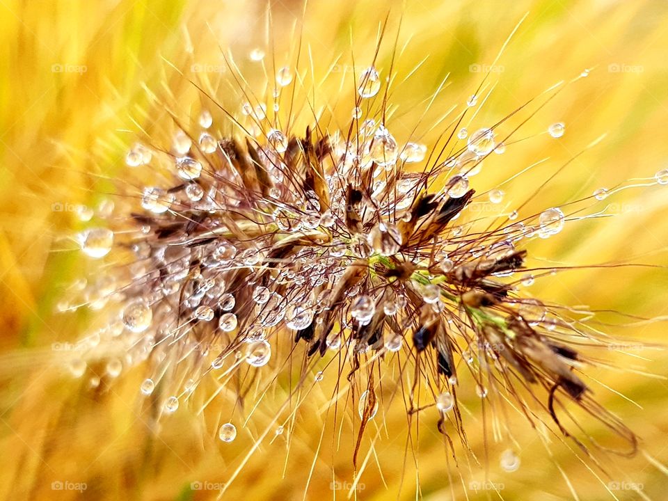 Blooming grass