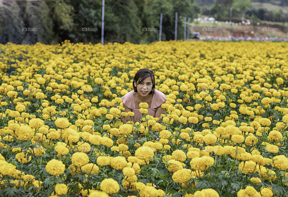 Woman in Yellow Marigold flowers garden or Tagetes erecta at Phu Rua, Loei in Thailand.