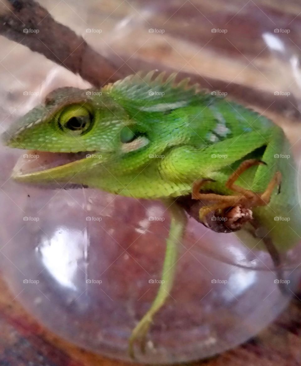green reptile from west java