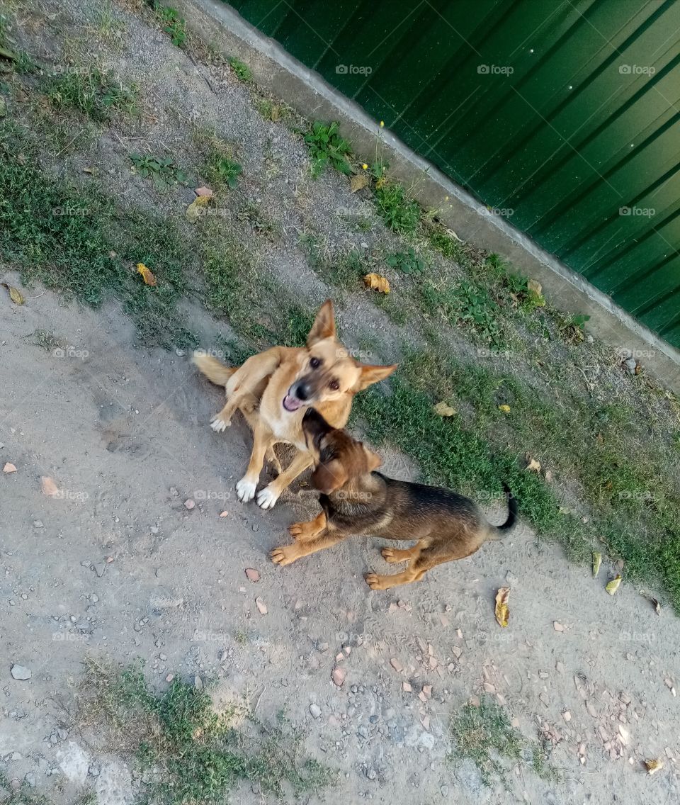 Люся и Жужу