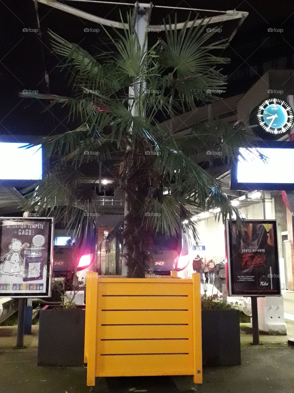 arbre tropical