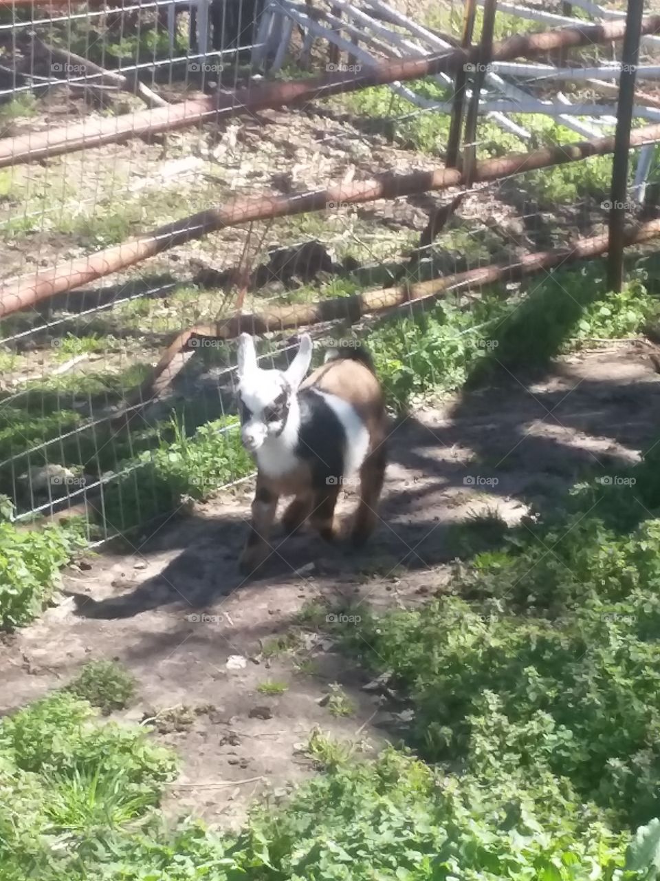 baby dwarf  Nigerian goat
