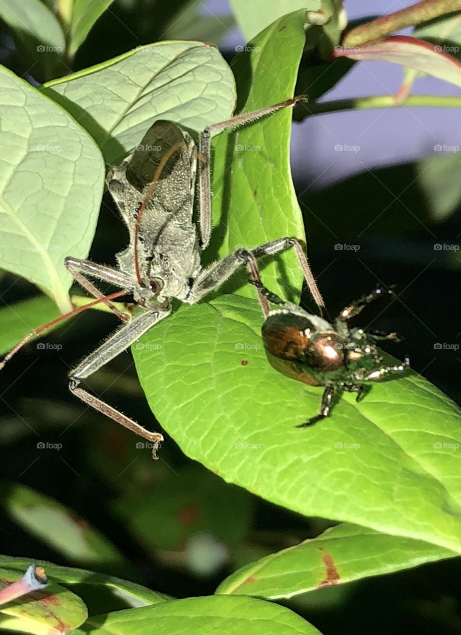 Assassin Bug Killing a Japanese Beetle on a Blueberry Bush