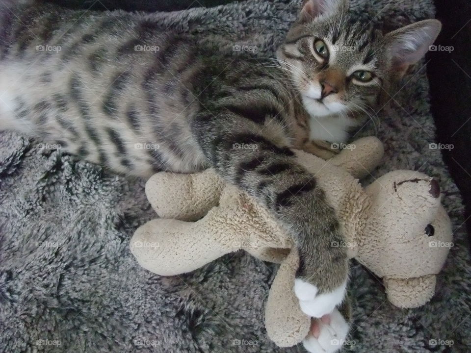 One of our three cats Leo cuddling a Mr Teddy. 
Leohad a rough start living outdoors and not being cared for. We have adopted all cats and they are adorable both to people and to each other. 😻😻😻😻😻