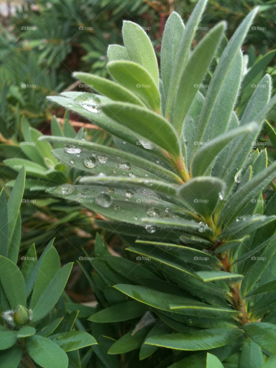 china plant raindrops beauty by jmontanio