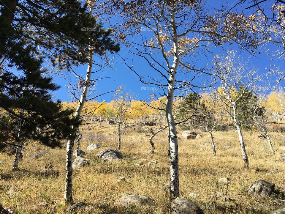 Aspens in autumn 